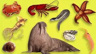 LEARN ENGLISH SEA ANIMALS For Everybody
