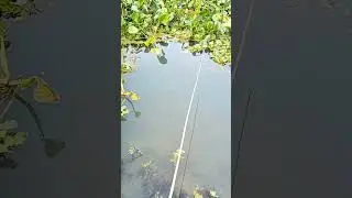 মাছ শিকারের অসাধারণ ভিডিও #shortvideo #fishing #hunting #viral #ytshorts