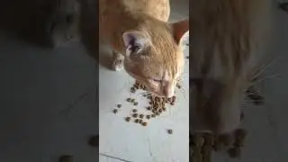😱Maw ! Meow! Maw 🙀 Loudly Meowing 🤭#cat #catboy #catvideos #catsounds #catsound 