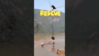 Monkey!-rescue#shorts#monkey#crocodile