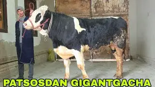 33-911-07-23 Iskandar ukamizdan yangisi yosh buqachalardan gigantlari 17-yanvar, 2026
