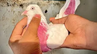 For Sale 16 Malwai Kabootar | Mob:-8544852583 | Price:- 800rs |👉All over India delivery availab