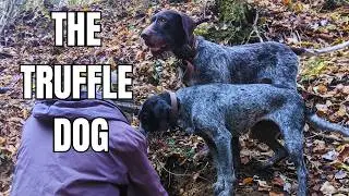 Dogs with Jobs: Working as a Truffle Hunter
