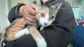 Video of adoptable pet named Peeps #feline-koala