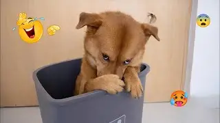 Funniest Dogs on the Internet 😂🐶 Best Animal Videos 2026 #6