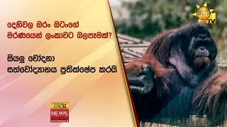 දෙහිවල ඔරං ඔටංගේ මරණයෙන් ලංකාවට බලපෑමක්? - සියලු චෝදනා සත්වෝද්‍යානය ප්‍රතික්ෂේප කරයි - Hiru News
