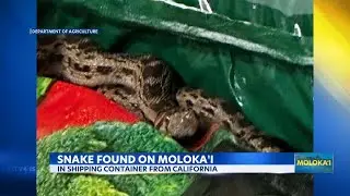 Gopher snake found in shipping container at Molokai hardware store