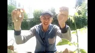 Ем Хот-Доги,🌭🌭🌭