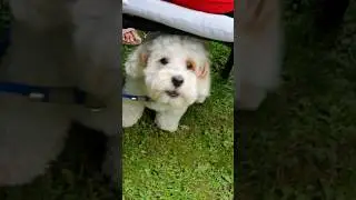 Unexpected Dog Moment at My Concert! #funnydog #concertmoments