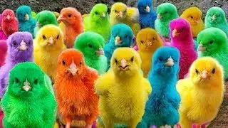 World Cute Chickens, Colorful Chickens, Rainbow Chickens, Cute Ducks, Rabbits, Cute Animals🐤🦆🐠🥚