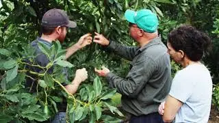 Paradise Orchards - Avocados from Far North Queensland Australia