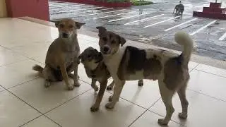The Alpha Dog Shows His Power &ndash; All the Other Dogs Back Off!