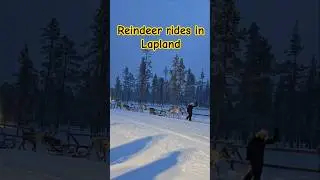Reindeers walking in! #lapland #reindeer #sleighride #finland #shorts