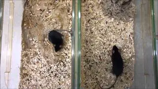 The sheddase ADAM10 is a potent modulator of prion disease
