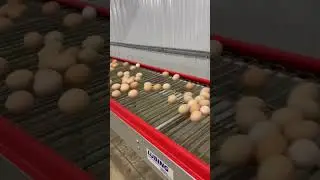 Working in the chicken house eggs running on the conveyor belt p4