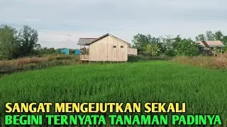 Tidak disangka perantau asal bali padinya sebagus ini