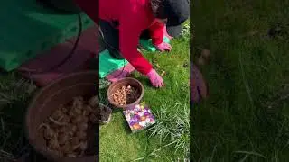 An incredible idea for planting crocuses! 🤩 Easy method of planting 8000 crocuses! #flowergardening