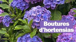 Boutures d’hortensias