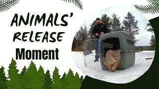 Animals' Release Moment When They are Being Freed For The First Time
