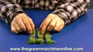 Preparing Hemianthus Callitrichoides 'Cuba' for planting in an aquarium