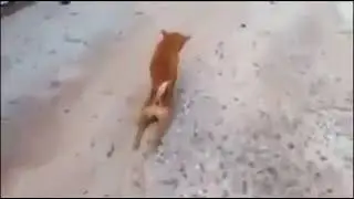 perro se arrastra y luego camina