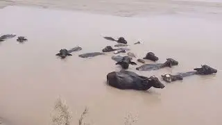 Buffelows Swimmings in River // Enjoying in Happy Mode 😍