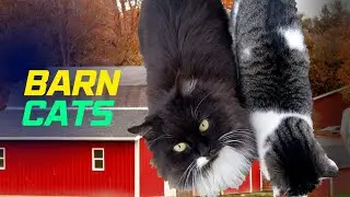 Getting A New Barn Cat? | How to introduce a cat to your homestead.