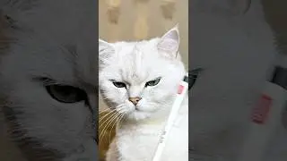 My cat's revenge for mosquito prank #cat #cats
