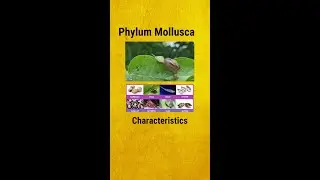 Characteristics of Phylum Mollusca| NEET Biology| #shorts #ytshorts #knowledgebinge