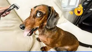 Super Funny Animal Videos 😹🐶 The Funniest Dog Moments Compilation 🐾