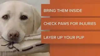 Protect your pets from the bitter cold with these tips