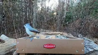 Black-capped Chickadees, Tufted Titmice