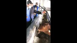 Prof. H.K. Chaudhary, Vice-Chancellor welcomes Sahiwal cattle at the University livestock farm