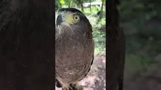 #HawkLife #Eaglelife #Hawk #Owl #Wildlife #Animal #Dailyanimals #Eagle #wildlifedaily #BirdLife