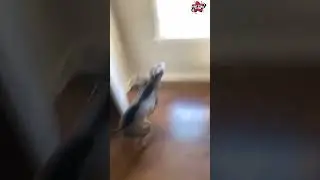 Ultimate funny animal fails compilation #epicfail #hilariousfails#animals #animalfails