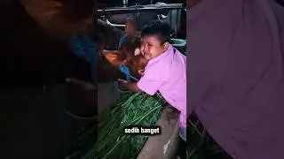 Moment Anak Nangiss Sapinya Mau Dijual, Dirawat Dari kecil #shorts #iduladha2025 #trendingshorts
