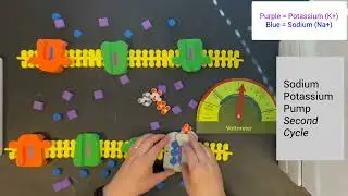 Action Potential