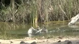 N.T. Wildlife Park