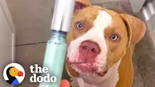 Pittie Has Her Own Beauty Routine | The Dodo