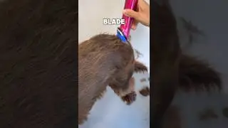 WAHL - Arco Animal Clipper - Hammond&rsquo;s Hounds