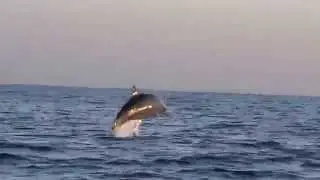Sunrise dolphin viewing tour at Lovina, Bali (Part 1)