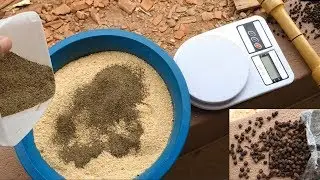 PIMENTA do REINO para GALINHAS: Uso e Benefícios