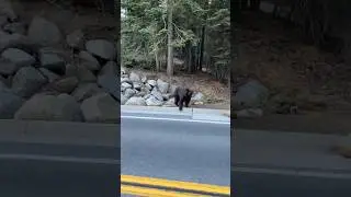 🐻 Wild Bear Sighting and Offroading #fordbronco #wildlife #rubicontrail