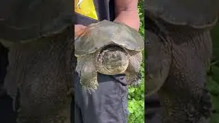 Me and my Florida snapper turtle BOWZER #snapperturtles #bigturtles #reptile #aquatic #itsmurda