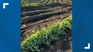 Extended Interview: Community garden owner talks about aftermath of sideshow