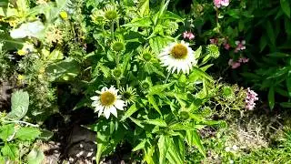 Comment augmenter son immunité:planter de  l'Echinacée (Echinacea purpurea ) dans votre jardin