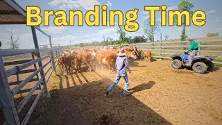 Mustering and Branding Calves