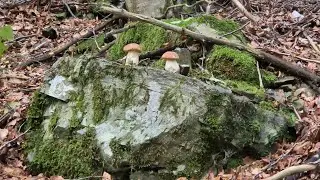 BOTTO IN VALTREBBIA...GIRO TUTTO IL GIORNO CON QUATTRO PORCINI POI TROVO UN COSTINO INFUOCATO...🤩