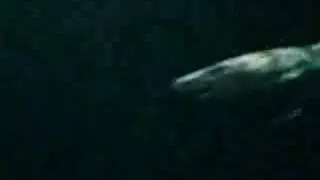 Sharks