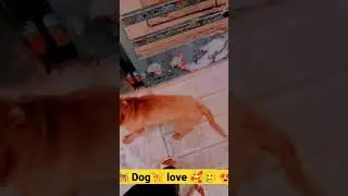 humble dog's love #shorts /#trending /#win the world